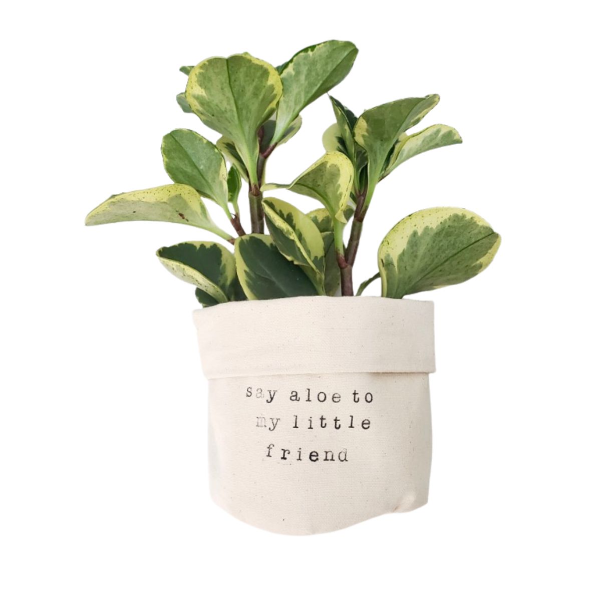 Wholesale Say Aloe to My Little Friend Planter