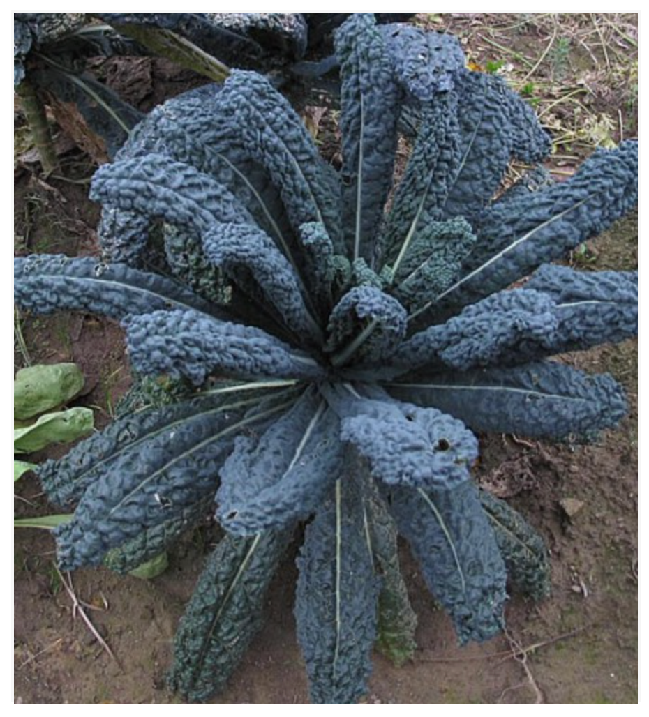 Kale Black Tuscan Lacinato