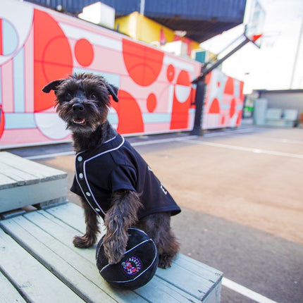 Toronto Barkers Dog Toy