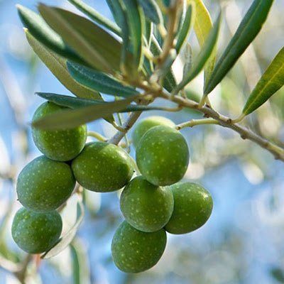 Chilean Arbosana 2025 Mild Olive Oil - JustSimcoe.ca