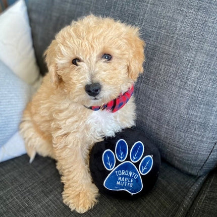 Sports Fanatics Pack Dog Toys