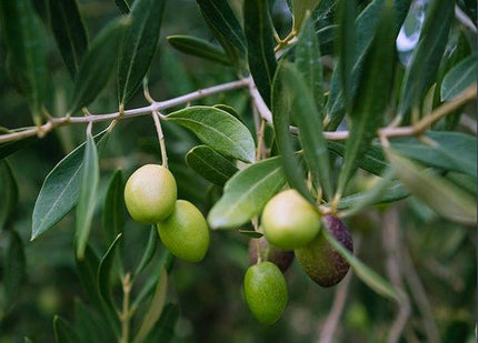 Portugal Cobrancosa 2024 Medium Extra Virgin Olive Oil - JustSimcoe.ca