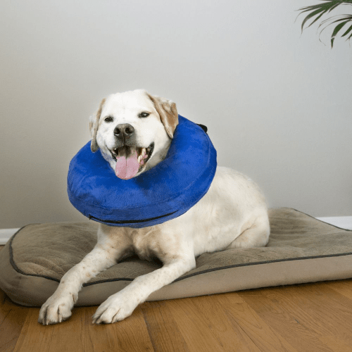 KONG CLOUD COLLAR SM - Just Simcoe