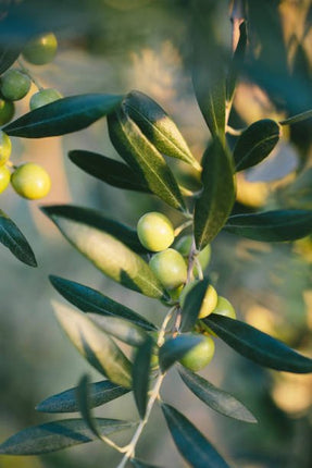 Spain Green Arbequina 2025 - JustSimcoe.ca