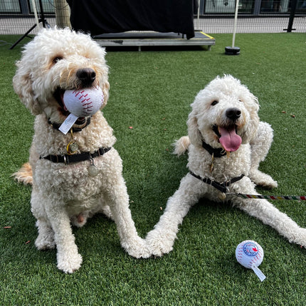 Sports Fanatics Pack Dog Toys