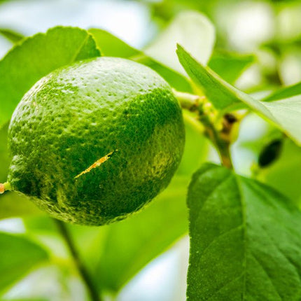 Persian Lime Olive Oil - JustSimcoe.ca