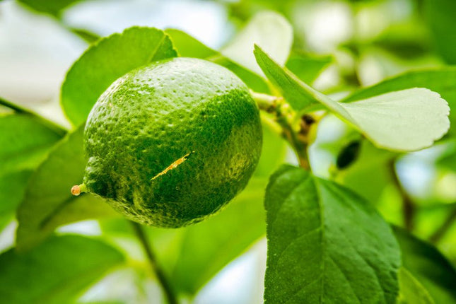 Persian Lime Olive Oil - JustSimcoe.ca