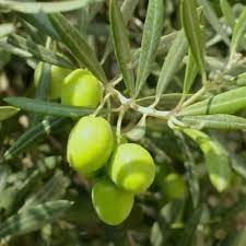 Spain Picual 2025 Medium Extra Virgin Olive Oil - JustSimcoe.ca
