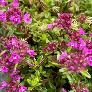 Thyme Red Essential oil. Wildcrafted. 30ml - Just Simcoe