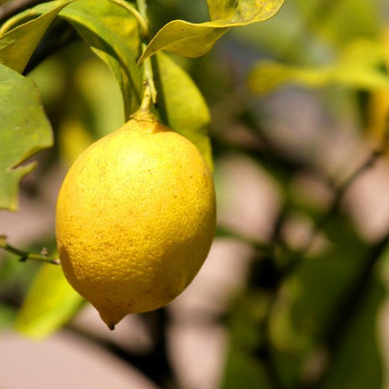 Sicilian Lemon White Balsamic - JustSimcoe.ca