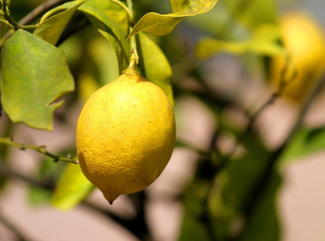 Sicilian Lemon White Balsamic - JustSimcoe.ca