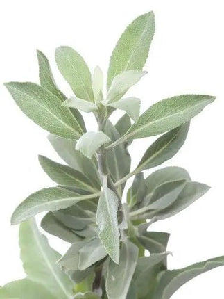 White Sage essential oil.30ml - Just Simcoe