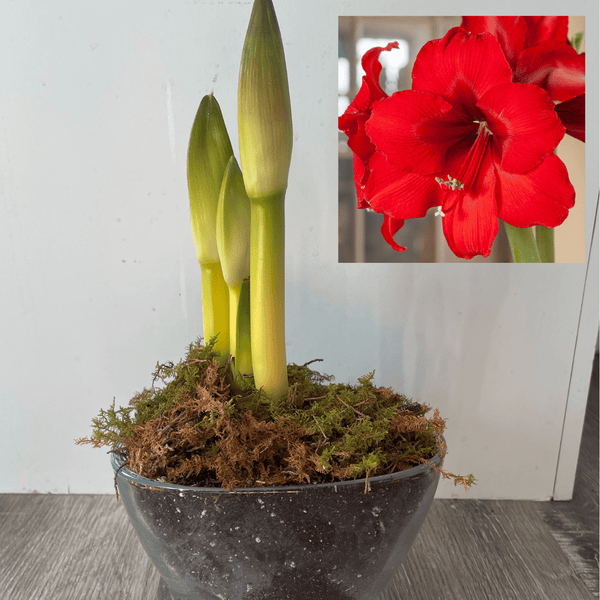 Peony & Posy - Red Amaryllis in Vase