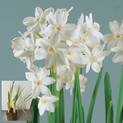 Peony & Posy - Paperwhites in Vase - Just Simcoe