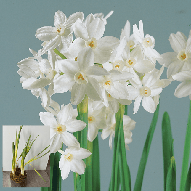 Peony & Posy - Paperwhites in Vase - Just Simcoe