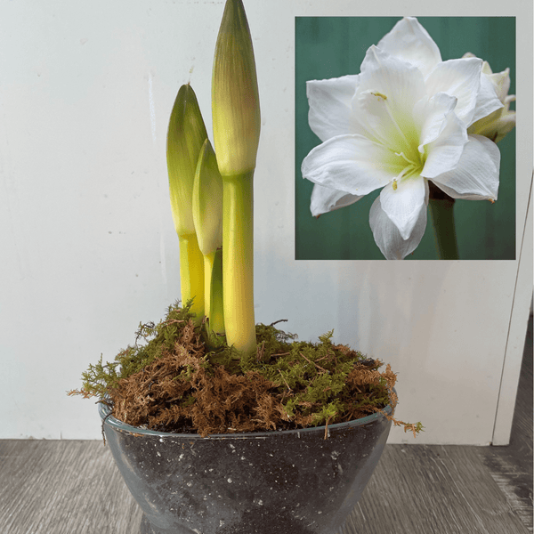 Peony & Posy - White Amaryllis in Vase