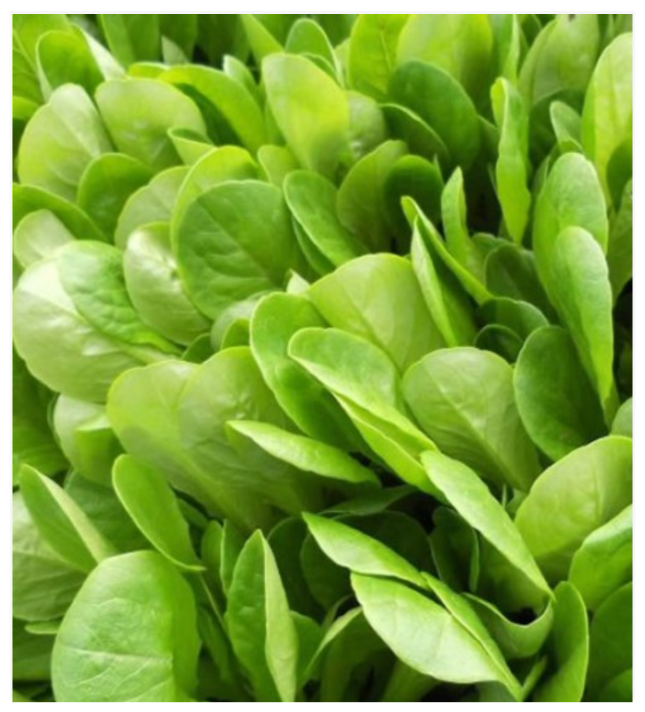 Lettuce Leaf Tender (Foglia Lisce)