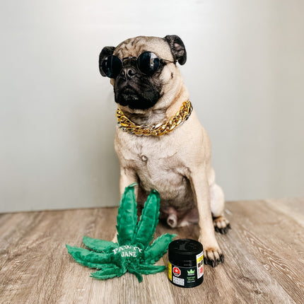 OVO Pack Dog Toys