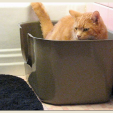NVR MISS LITTERBOX