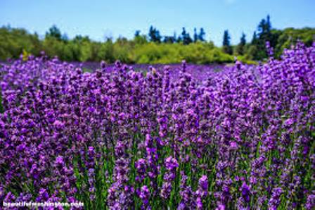 Diffuser scents - Calm sleep - Just Simcoe