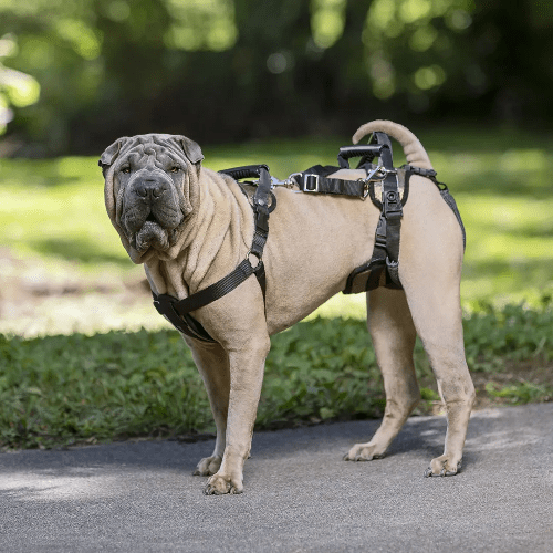 PETSAFE CARELIFT SUPPORT HARNESS MED - Just Simcoe
